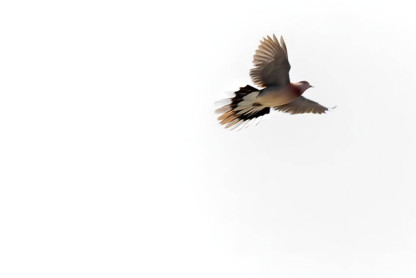 空を飛ぶ鳥 - 写真・画像