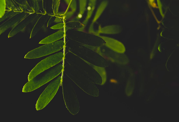専門分野ミモザ・プディカのマクロ写真,敏感な植物とも呼ばれる,眠い植物,アクション植物.  - 写真・画像
