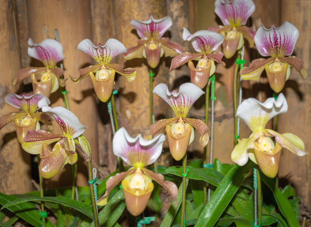 orchidee van een vrouwelijke pantoffelorchidee of paphiopedilum orchidee. - Foto, afbeelding