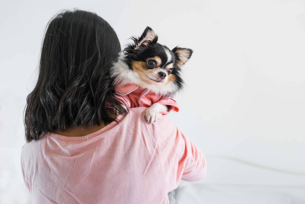 Cute black Chihuahua puppy in pink  shirt was carried by the owner on the shoulder in the bedroom,soft and selective focus,copy space - Foto, afbeelding
