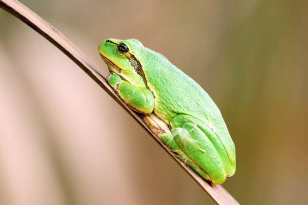 葦の上に座っているヨーロッパのツリーカエル(Hyla arborea) 。黄色の背景をした緑のカエル. - 写真・画像