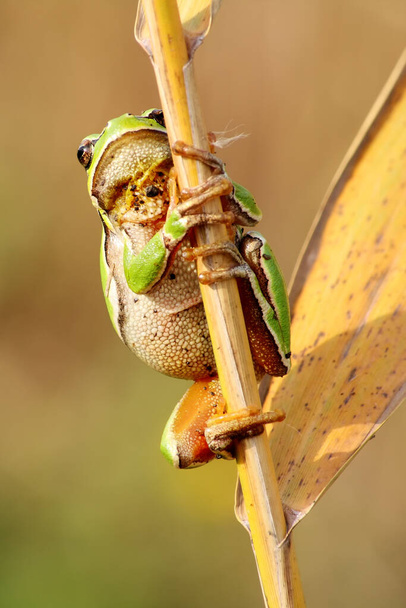 Europejska żaba drzewna (Hyla arborea) siedząca na trzcinie. Zielona żaba z żółtym tłem. - Zdjęcie, obraz
