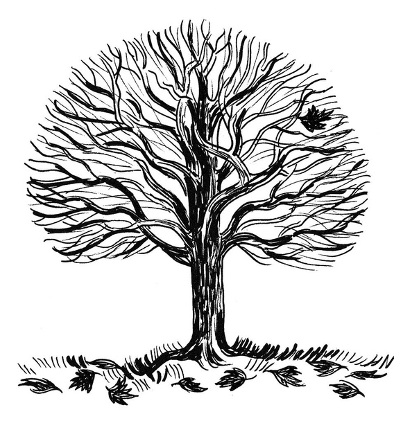 Autumn tree with a single leaf. Ink black and white drawing - Φωτογραφία, εικόνα