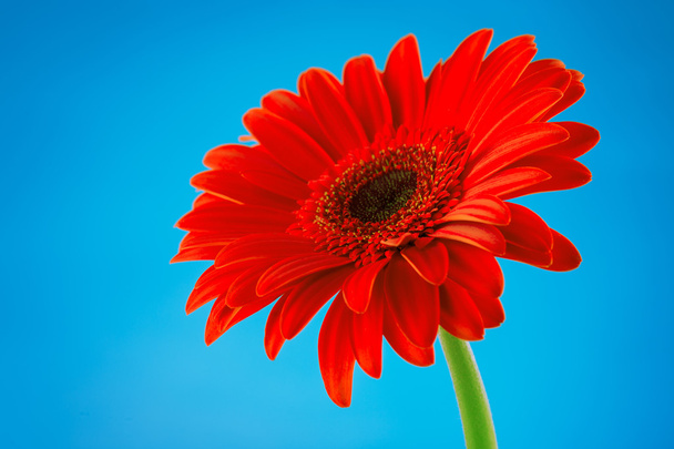 Red gerbera daisy flower isolated on blue background - Photo, Image