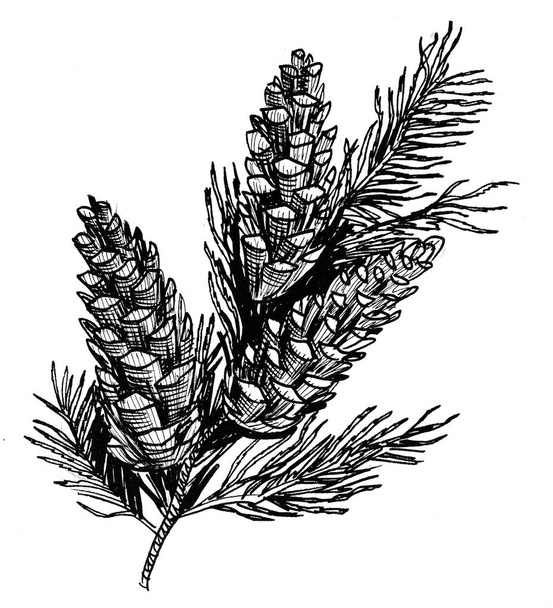 Šišky borovice na větvi stromu. Černobílá kresba inkoustu - Fotografie, Obrázek
