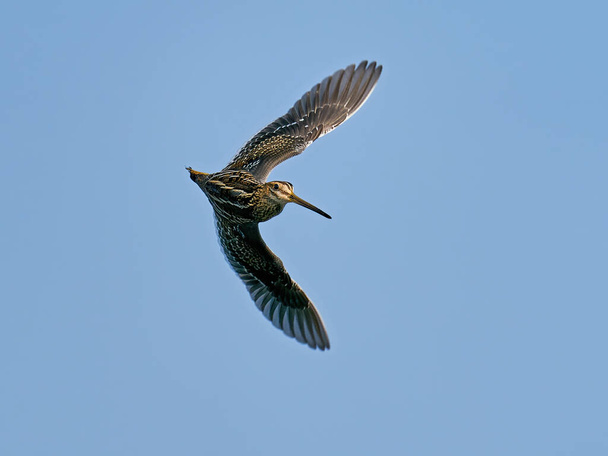 Snipe comune (Gallinago gallinago) in volo nel suo ambiente naturale - Foto, immagini
