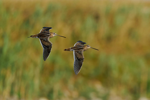Common snipe (Gallinago gallinago) in flight in its natural enviroment - Photo, Image