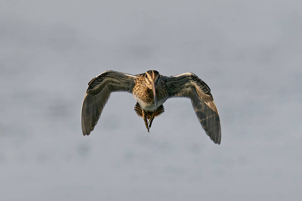 Ostroh obecný (Gallinago gallinago) v letu ve svém přirozeném prostředí - Fotografie, Obrázek