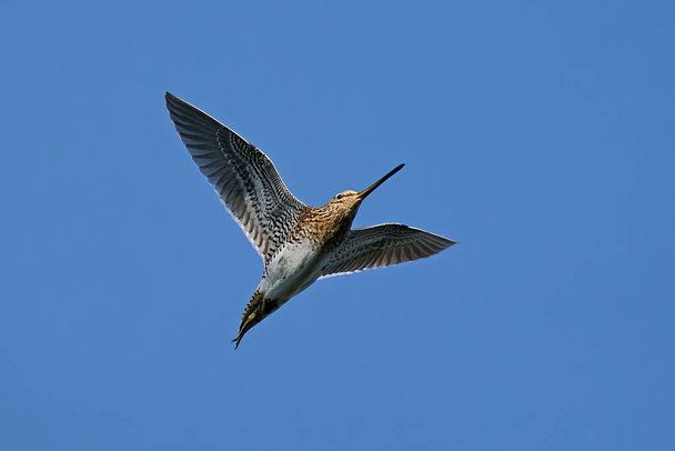 Snipe común (Gallinago gallinago) en vuelo en su entorno natural - Foto, imagen