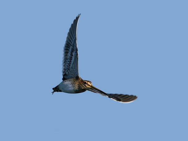 Common snipe (Gallinago gallinago) in flight in its natural enviroment - Photo, Image