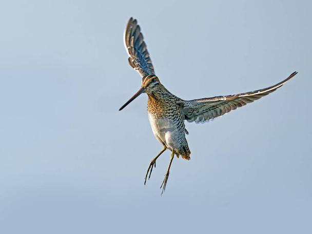 Κοινό snipe (Gallinago gallinago) εν πτήσει στο φυσικό του περιβάλλον - Φωτογραφία, εικόνα
