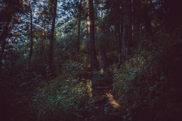 Forest Road syksyn metsä aamunkoitteessa tai auringonnousun aikaan - Valokuva, kuva
