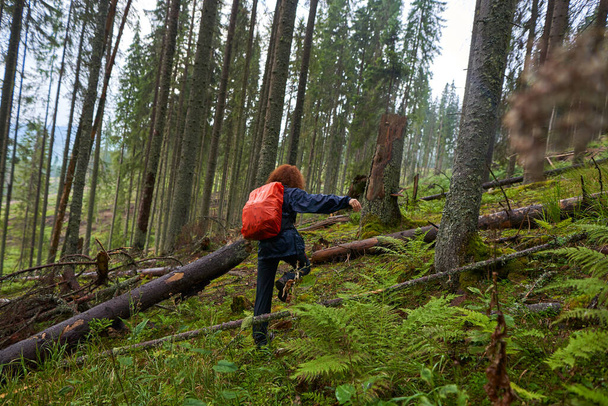 Woman tourist with raincoat and backpack hiking through mountain pine forest in a rainy day - Foto, imagen