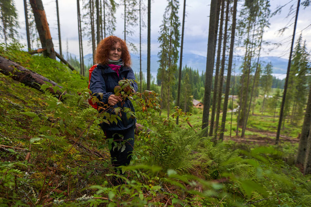 Woman hiker with backpack picking raspberries from a bush in the forest - Фото, зображення