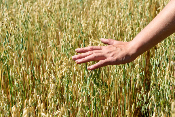 Hand of farmer touches ears of rye oats. Green ears with seeds of cereals rye wheat oats in field - Photo, Image