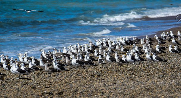 Kelp Gull flock op een strand, Patagonië, Argentinië. - Foto, afbeelding