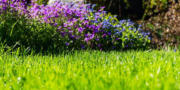 Lobelia in the garden among the green lawn. Element of landscape design. Lobelia and mustard on the same flower bed in bright natural light. A long horizontal panorama of the garden. - Photo, Image