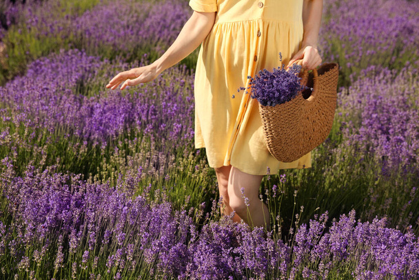 Young woman with wicker handbag full of lavender flowers in field, closeup - Foto, imagen