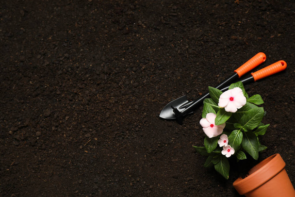 Flat lay composition with gardening tools and flower on soil, space for text - 写真・画像