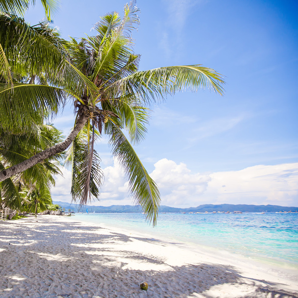 Кокосовая пальма на белом песчаном пляже
 - Фото, изображение