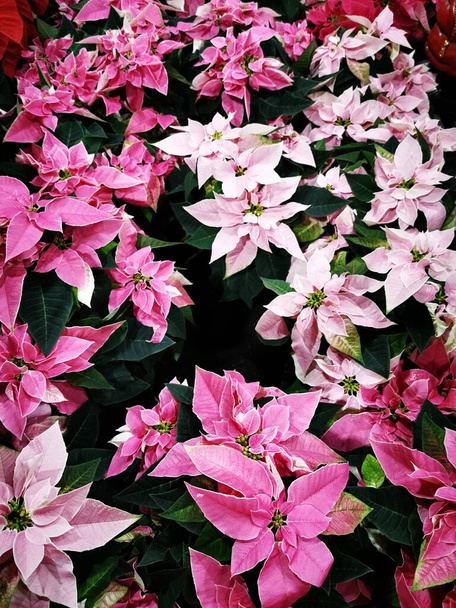 christmas star flowers as nice winter holiday background - Photo, Image