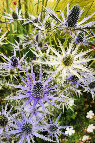 Sea Holly, Eryngium flower as very nice natural background - Photo, Image