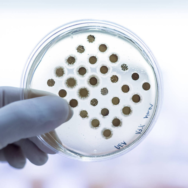 Científico crecimiento de bacterias en placas de Petri en gel de agar como parte de un experimento científico. - Foto, Imagen