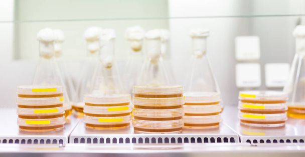 Vzorky buněčných kultur na agarovém médiu LB v Petriho miskách a Erlenmeyerově baňce v laminárním toku. Agarové destičky používají biologové ke kultivaci buněk, plísní, hub, bakterií nebo malých mechových rostlin - Fotografie, Obrázek