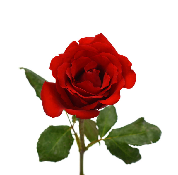 beautiful red rose flower isolated on white background - Zdjęcie, obraz