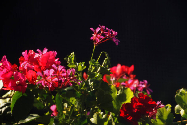 piros muskátli virágok közelről természet háttér - Fotó, kép