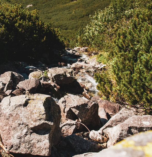 El agua fluye rápidamente a través de un conjunto de piedras bien colocadas en el río de la montaña. - Foto, Imagen