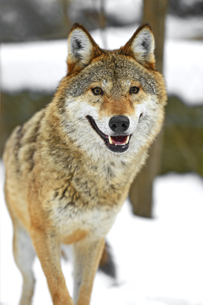 Loup gris - Photo, image