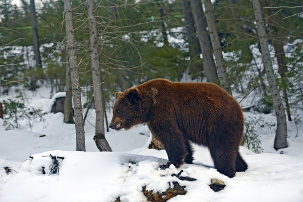 Medvěd hnědý - Fotografie, Obrázek