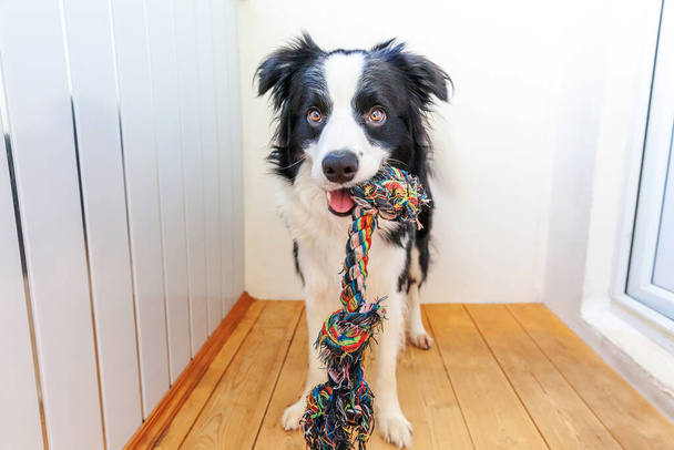 Funny portrait of cute smiling puppy dog border collie holding colourful rope toy in mouth. New lovely member of family little dog at home playing with owner. Pet care and animals concept - Photo, Image