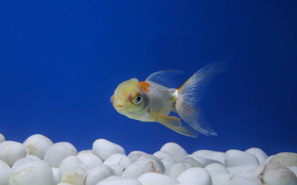Soltero Redcap Goldfish en un tanque grande - Foto, Imagen