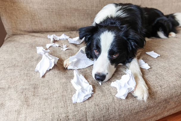Ondeugende speelse puppy hond grens collie na onheil bijten wc-papier liggend op de bank thuis. Schuldige hond en vernielde woonkamer. Schade rommelig huis en puppy met grappige schuldige blik - Foto, afbeelding