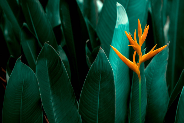 Heliconia psittacorum або Heliconia Golden Torch або False Bird of Paradise Flower. Екзотичні тропічні квіти в саду джунглів з фоном листя.. - Фото, зображення