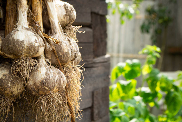 svazek česneku ve stodole u černé dřevěné stěny - Fotografie, Obrázek