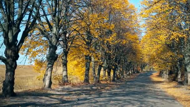 Krásný malebný výhled na krajinu silnici přes jasně žluté, oranžové a zlaté stromy s padajícími listy v září. Podzimní krajina podzimní scéna - Záběry, video
