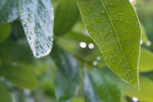Laurel on tree with water drops - Photo, Image