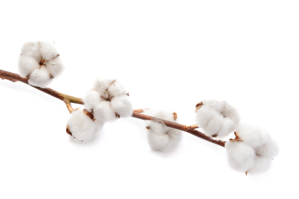 白い背景に美しい綿の花 - 写真・画像