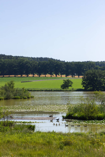 Güney Almanya, Ebersberg 'deki Egglburger Gölü' ndeki ağaç bulvarına benzer bir şekilde, kaz kuşları sıra sıra yürüyorlar. - Fotoğraf, Görsel
