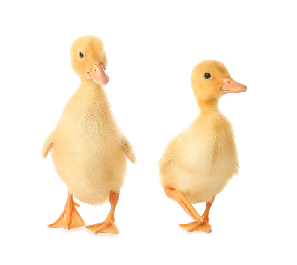 Cute ducklings on white background - Photo, Image