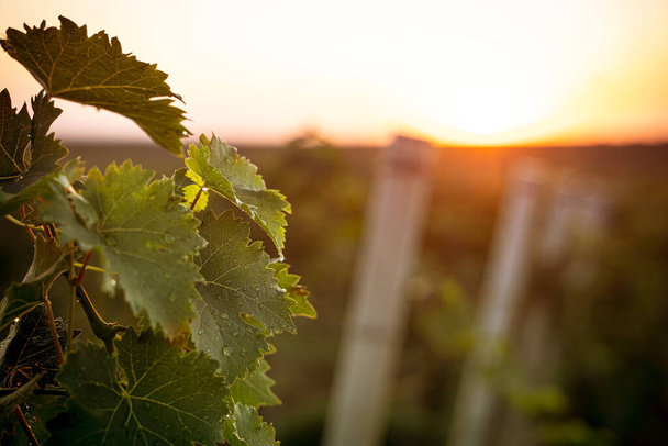 perspectief uitzicht close-up van wijnstok bladeren bedekt met regendruppels dauw in het licht van de ochtend met de wijngaard rijen op de achtergrond - Foto, afbeelding