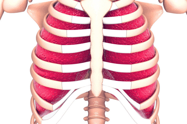Menschliche Lungen. 3D-Darstellung - Foto, Bild