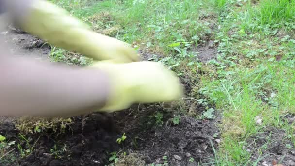 Gardener mole trap - Πλάνα, βίντεο