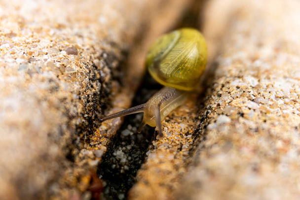 garden banded snail crawling on the ground - Photo, Image