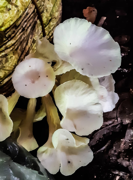 Культивация белых грибов в помещении. Этот гриб рождается из шара. - Фото, изображение