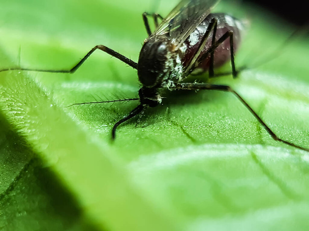 Een mug zit op een groen blad na het eten van bloed. Muggenbeten veroorzaken malaria, knokkelkoorts en andere ziekten bij de mens. - Foto, afbeelding