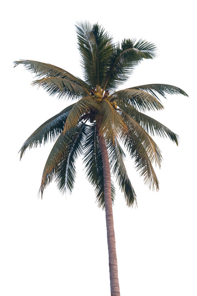 Coconut palm trees - Photo, Image